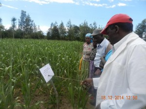 Ext staff trains farmers on sorghum production during CA fieldday in Matanya, Laikipia, Dec 2014 DSCN7893 